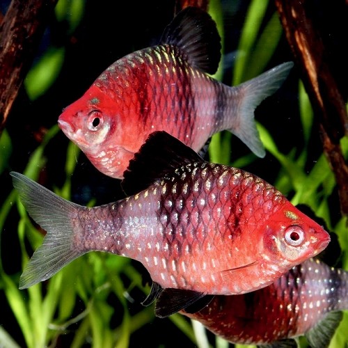 Barbus nigrofasciatus - Purperhead barb M